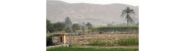 Egyptians working the land