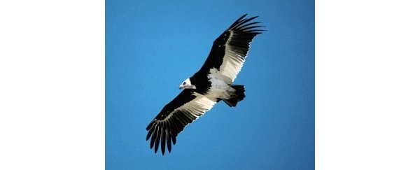 Vulture - not permitted as food