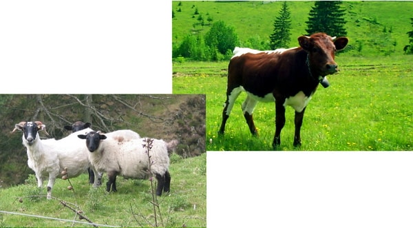 Sheep and Cows - permitted food